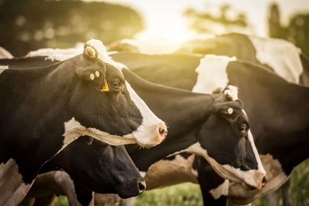 Gnarly Nutrition Uses New Zealand, Grass-fed Cows for Their Gnarly Whey Protein Powder